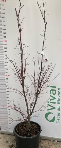 Pianta acer palmatum - acer, "acero