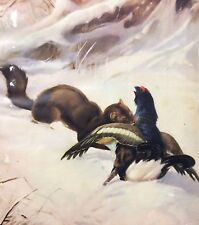 1952 ROBERTO LEMMI CACCIA