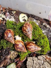 LUMACHE AFRICANE DI 2 3 MESI