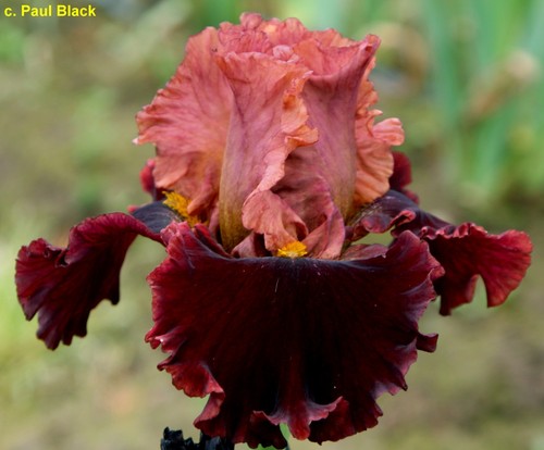 Iris love p black - (p.,