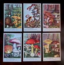 Figurine dado Liebig funghi commestibili - italdado collezione rare anni 50 