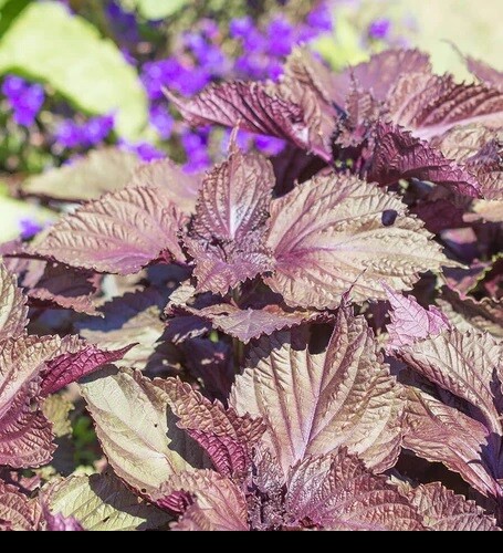 Shiso 350 5600 - 350,