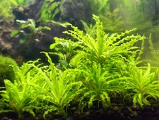 Pogostemon helferi – 3 talee (5 cm)  con radici – piante vive per aquario dolce