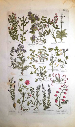 Stampa antica botanica erbario - antica,