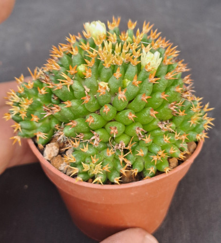 Mammillaria camptotricha - , f