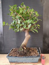 bonsai  quercia da sughero  h