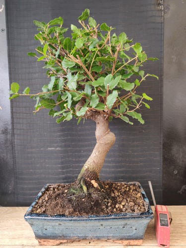 Bonsai quercia sughero - quercia,