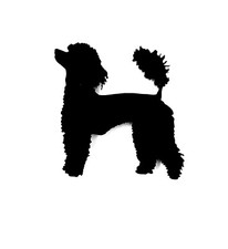 Cane Barboncino Calamita Frigo