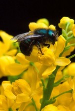 Blue orchard mason bee