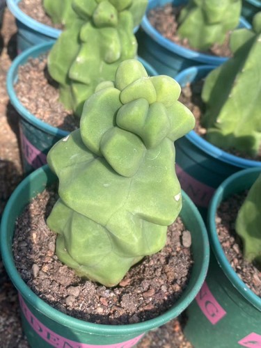 Totem pole cactus - pole,