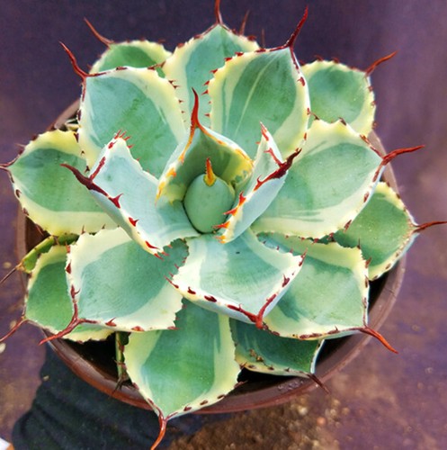 Agave potatorum kishoukan - potatorum,