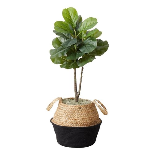 Albero fico foglia di - fico,