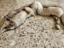 Collo Di Volpe Argentata