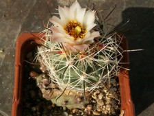 Sclerocactus wrightiae LM 751