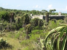 15 semi di Aloe vaotsanda, semi di Grasse e Succulente