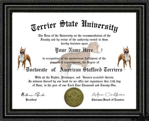 American stafford terrier - american,