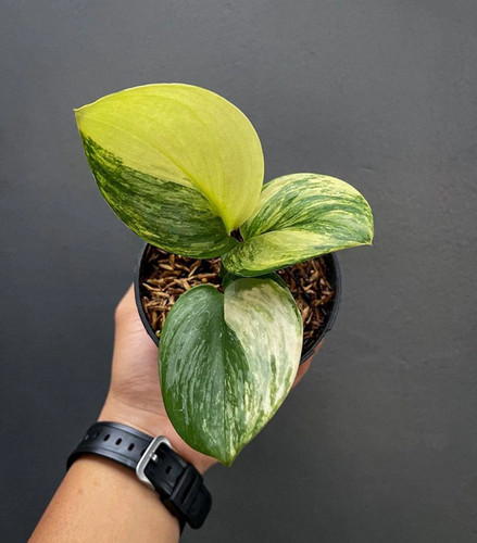 Scindapsus rubicon foglie - scindapsus,