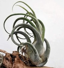 Tillandsia seleriana -  -