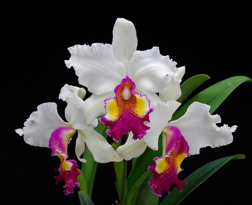 Orchidea cattleya hardyana - orchidea,