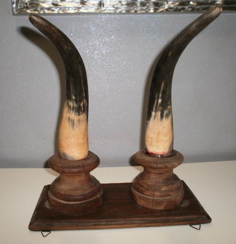 Corna toro vintage tassidermia - toro,