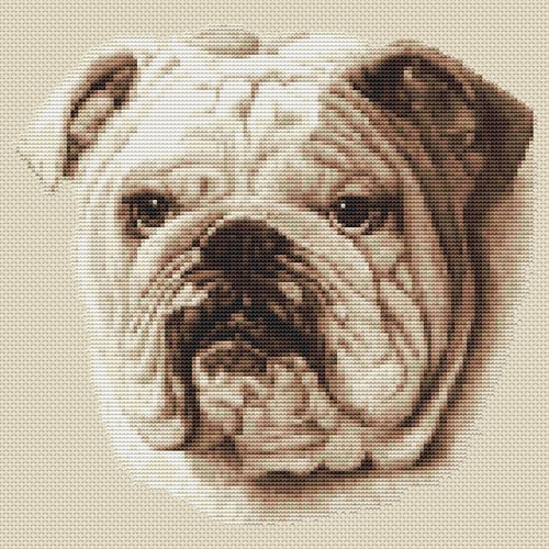 Bulldog disegno punto - , croce