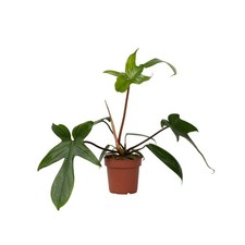 Filodendro Philodendron