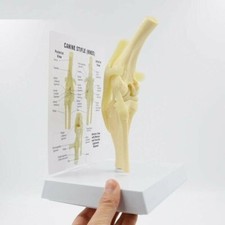 Articolazione cane modello