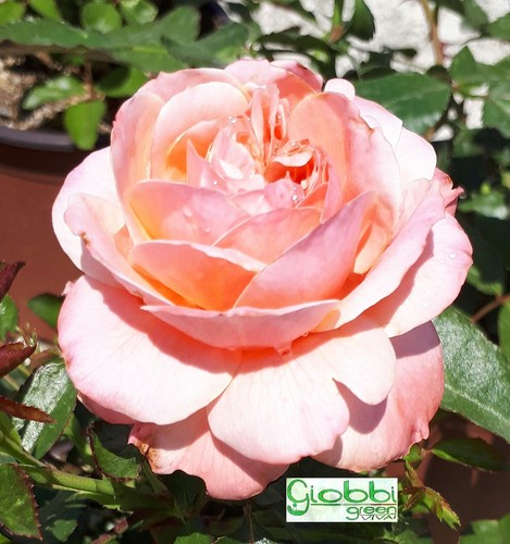Rosa tappezzante botticelli - tappezzante,