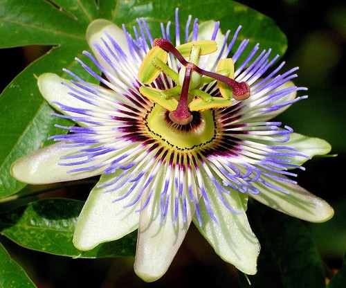 Pianta passiflora varieta - pianta, varieta'