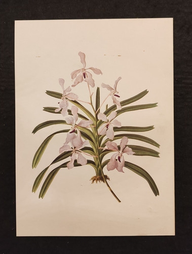 Vanda caerulea botanica - botanica, antica