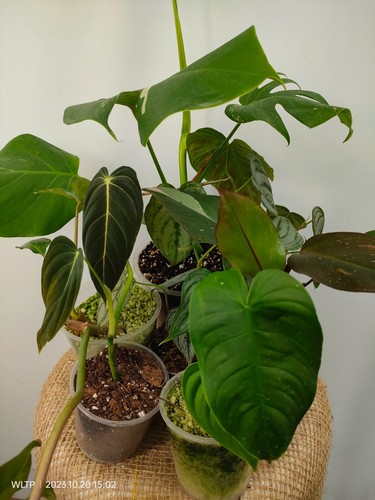 Set baby plants 7 - ,