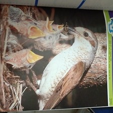 Italia ornitologica anno 1989