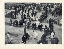 TERRIER SHOW OLYMPIA ORIGINAL DOG PRINT PAGE FROM 1934 BULL & AIREDALE TERRIERS