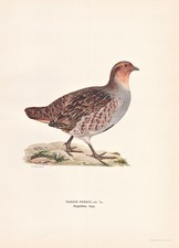Rebhuhn Grey Partridge Uccello Da Caccia Uccelli Litografia Wright