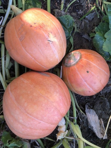 Zucca gigante rosa - rosa,