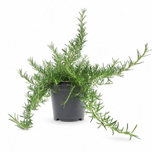 Pianta rosmarino h40 cm - rosmarino,
