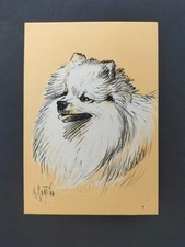 VOLPINO DI POMERANIA RAZZE