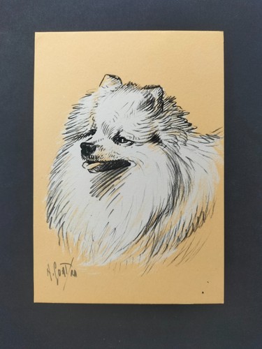 Volpino pomerania razze - di,