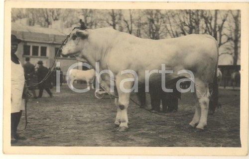 1930 milano fiera mostra - fiera,