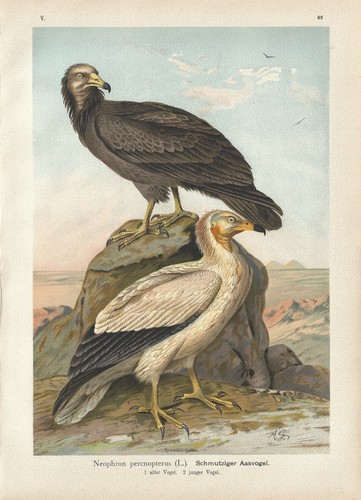 Stampa antica uccelli - antica,