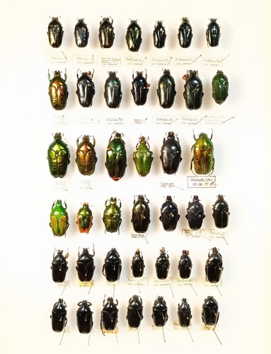 Entomology taxidermy - entomology,