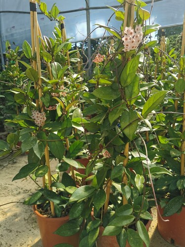 Pianta hoya carnosa fiori - di,