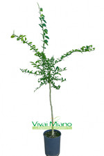 Pianta finger lime - di,