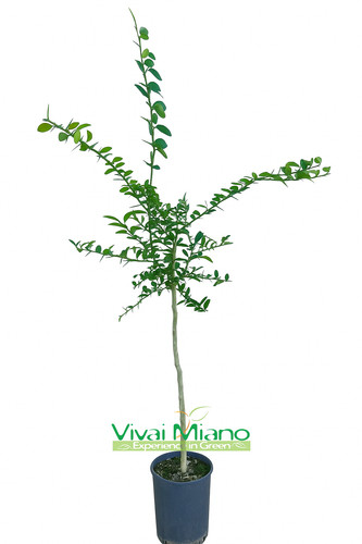 Pianta finger lime - pianta,