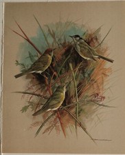 Bellissima Stampa Di Uccelli EDE Di Basilico - Il Frosone Nero E Il Luì Verde