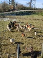 Uova molto fresche pascolo