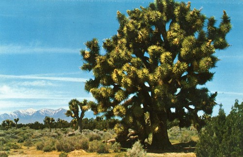 Joshua trees yucca - joshua,