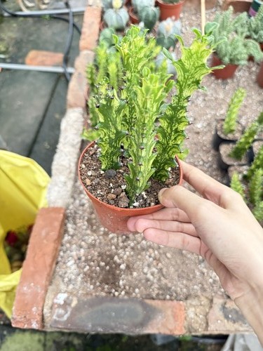 Pezzi euphorbia trigona - euphorbia,