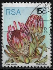 1977. Afrique du Sud. Protea