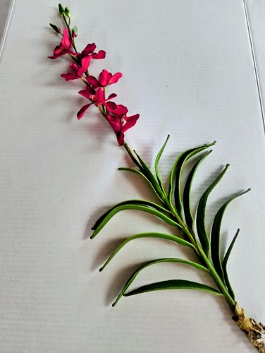Orchidea artificiale vanda - orchidea,